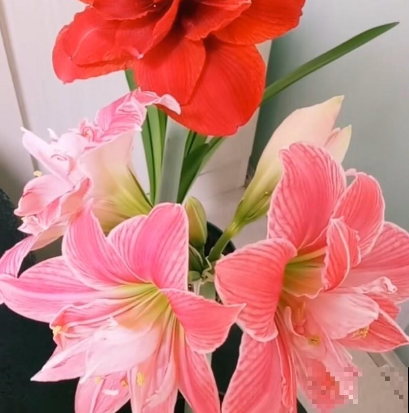 朱顶红开花这么美已经没有抵抗力，这么养，年年都开花！