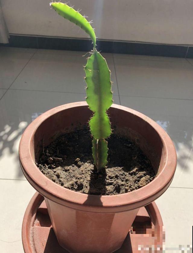 这花就得旱着养，盆越浅，水越少，开花越旺盛