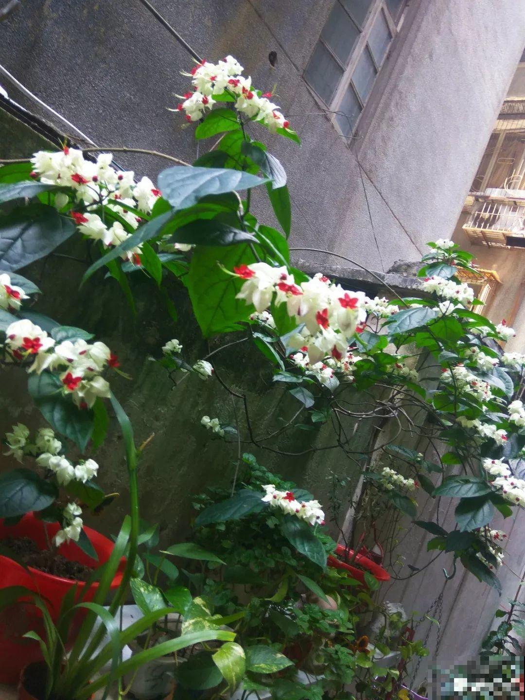 这花全年无休，能爬藤能开花，白珠子一个接一个！