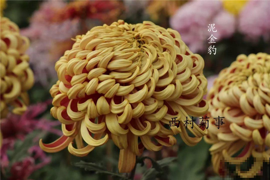 秋天啥花都可以不养，唯独这1种，100盆都不嫌多！