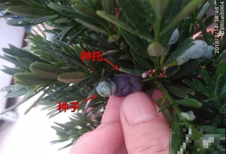 路边银杏摘个果，回家一处理，变成阳台小盆栽！