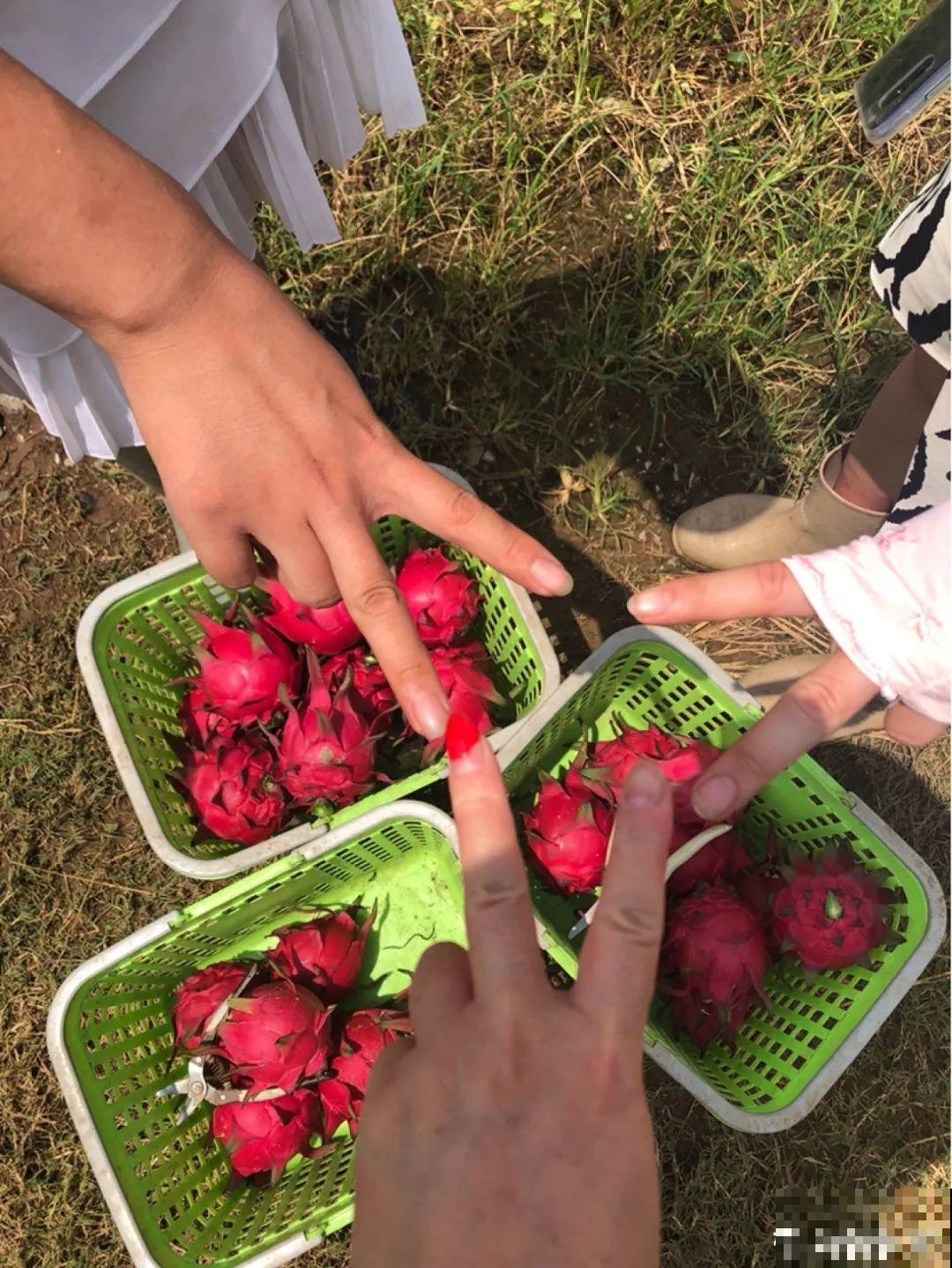 挖一勺果肉丢盆里，7天冒出小森林，比绿萝吊兰还好看！