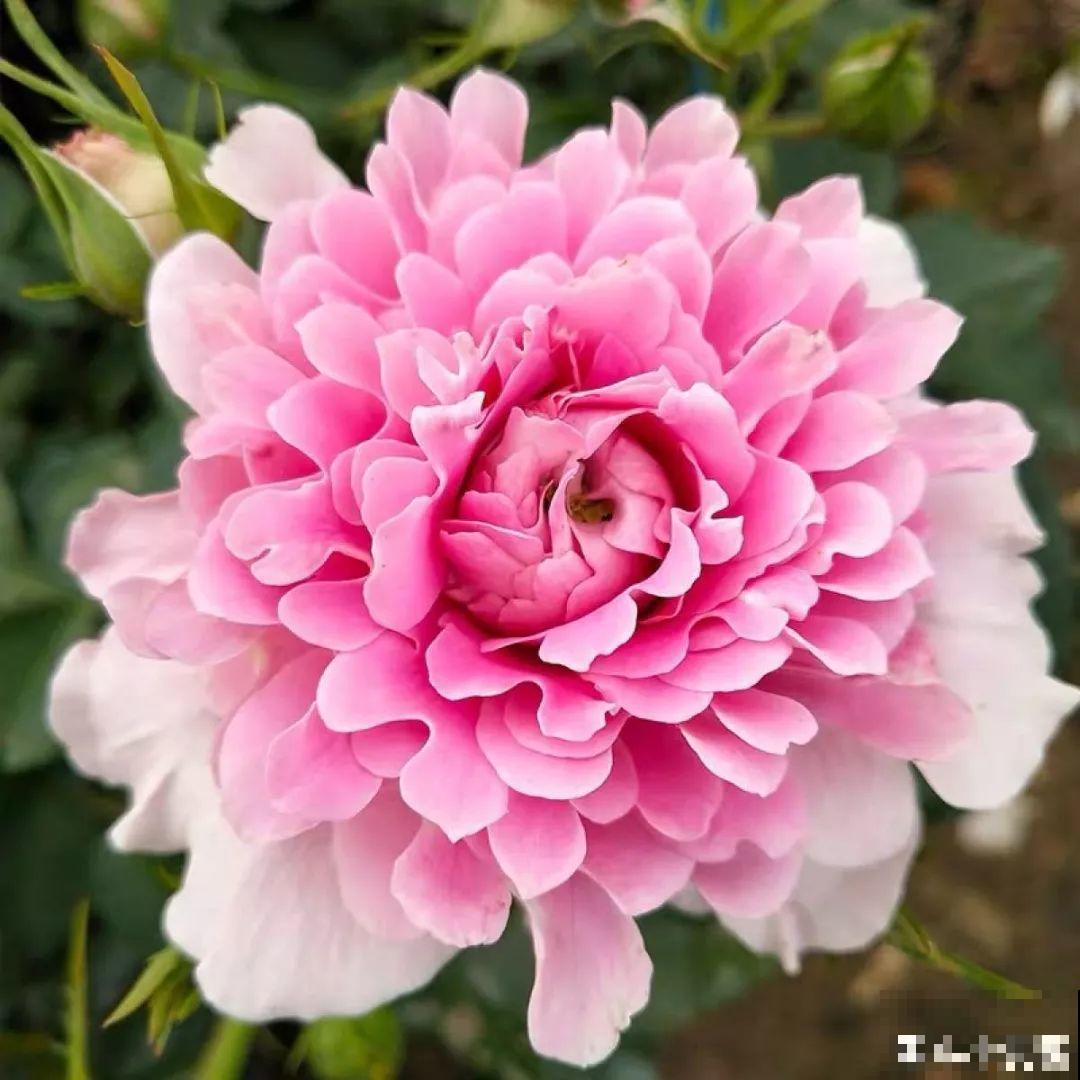 长寿养成青菜？黑帽子一戴，不用一月出花苞！