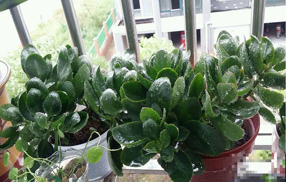 长寿花剪一刀喂点肥，花苞蹭蹭冒，叶子油绿又茂盛！