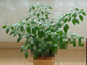 盆栽辣椒，多的压断枝，一盆就够了！