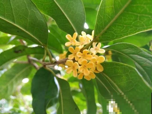养10年才开花，这花脾气可真大，赶紧多喂大补肥！