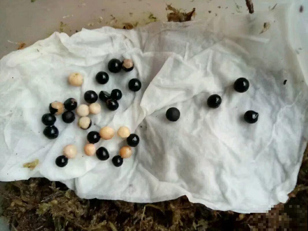秋天撒把种子，5天出芽2个月开花，呼呼爬成一面墙！