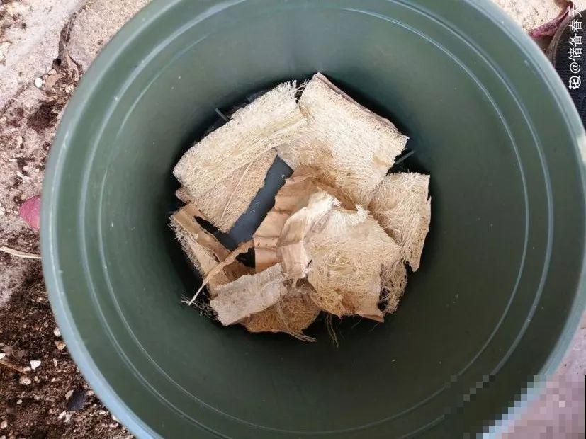花盆里垫点它，浇点水就疯长，大白根挤满盆！