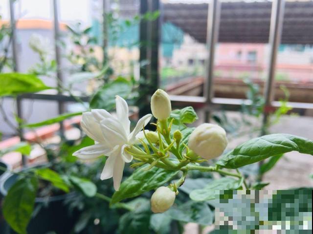 这种花秋冬这么养，明年开花成瀑布，现在明白还不晚