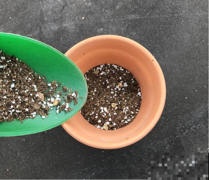 换盆时机到了，有这花赶紧换，叶子疯长猛开花！