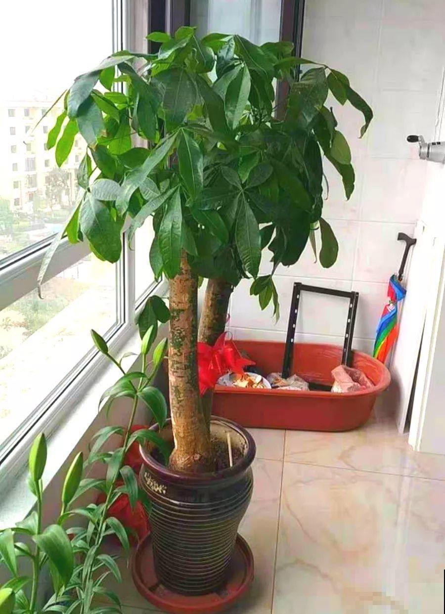 发财树该不该浇水，看叶子就知道了，天天都能窜新芽！