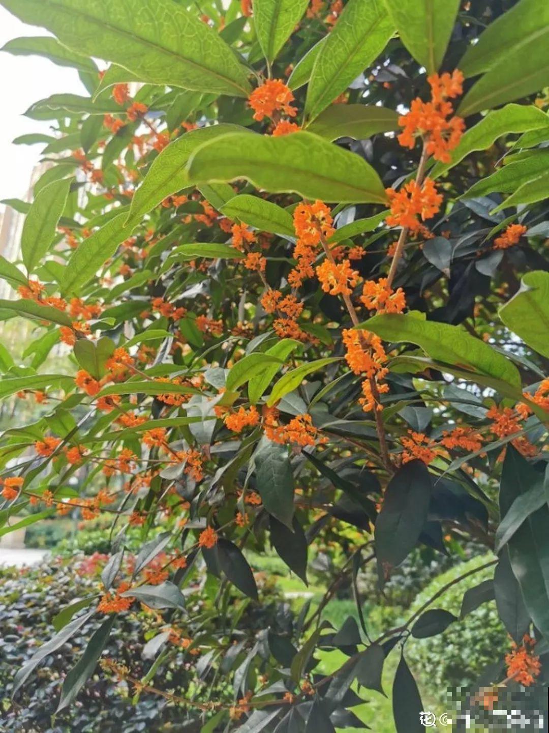 家里种棵守家树，夏天乘凉秋天结果，越养越有福气！