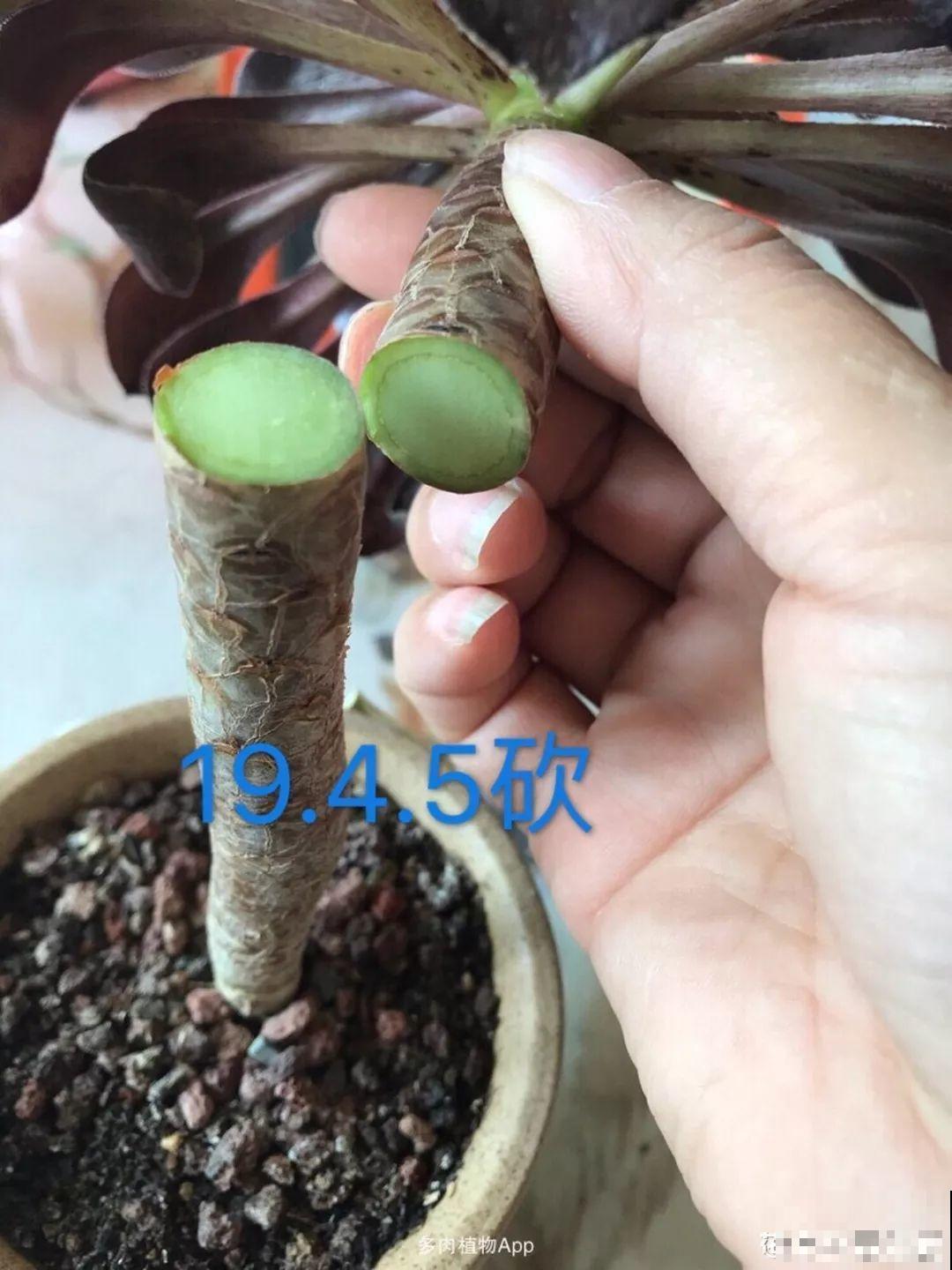 这花别养老桩，越老越不开花，砍1刀立马满头花苞！