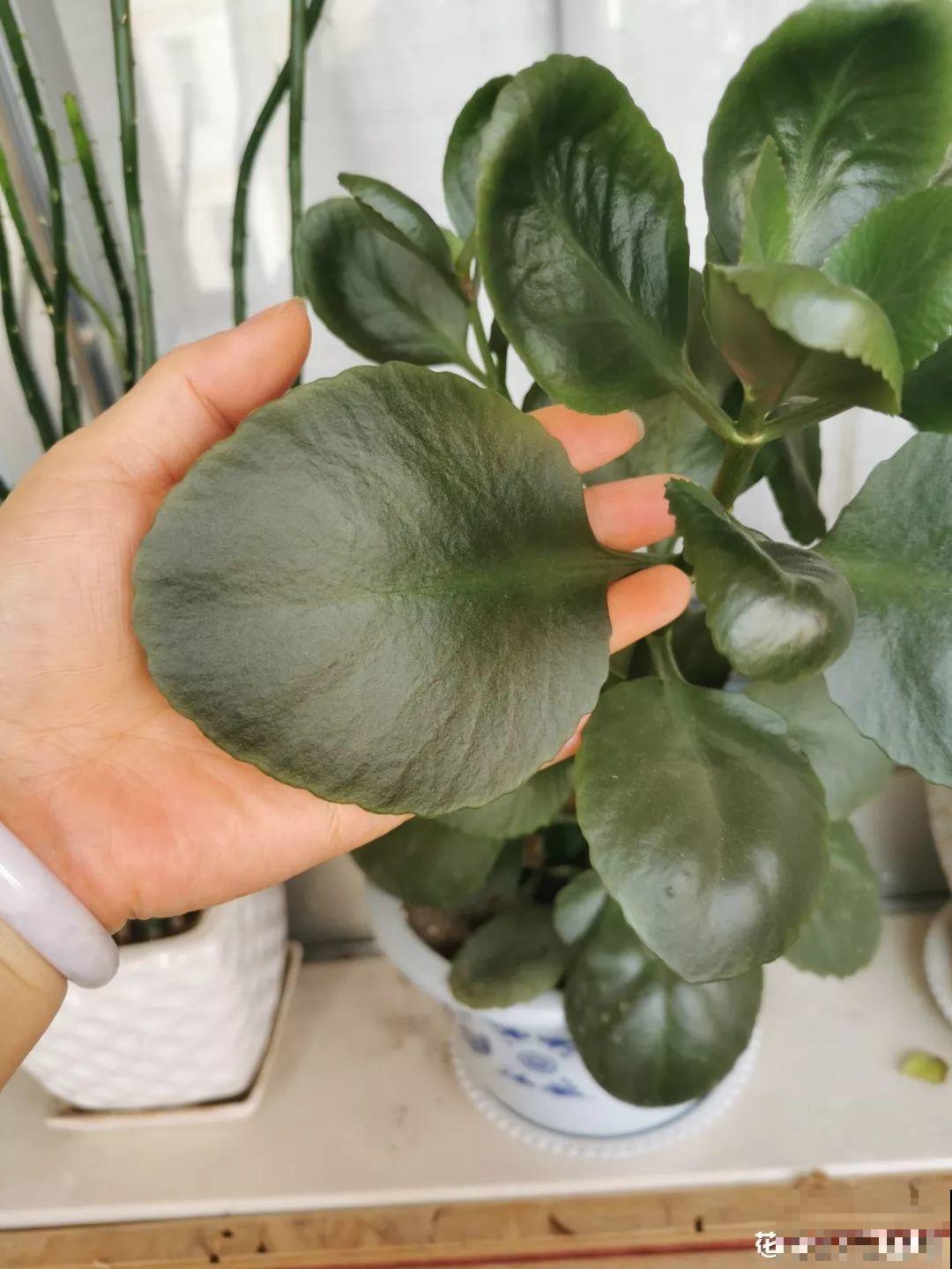 长寿专门的催花小技巧，套个塑料袋，不用一月就窜花苞！