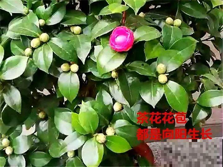 这花就是慢性子，开花都要人催，叶子该掐就得掐！