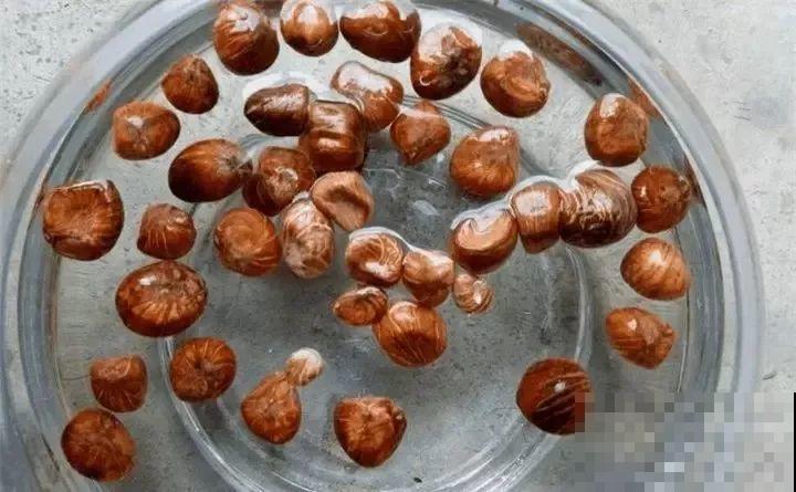 路边银杏摘个果，回家一处理，变成阳台小盆栽！