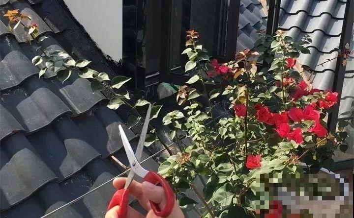 这花就得贱养，摘光叶子，少浇水，开花才会多！