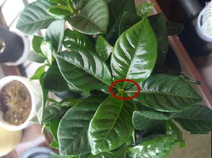 这10种花，秋天不要剪，不然白折腾还不开花！