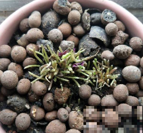 原来砍头有这么多妙处，烂根黄叶别再困扰，拿把菜刀一砍就完事！
