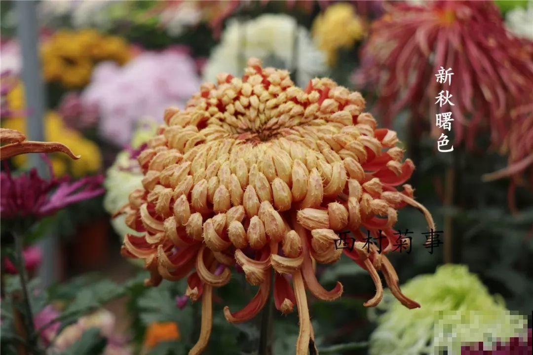 秋天啥花都可以不养，唯独这1种，100盆都不嫌多！