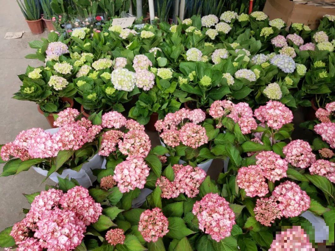 9月份逛花市，这花最好看、最好养，放心抱回家！
