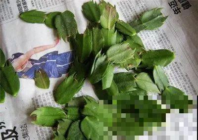扦插正是好时候，1盆变10盆，还能分给邻居！
