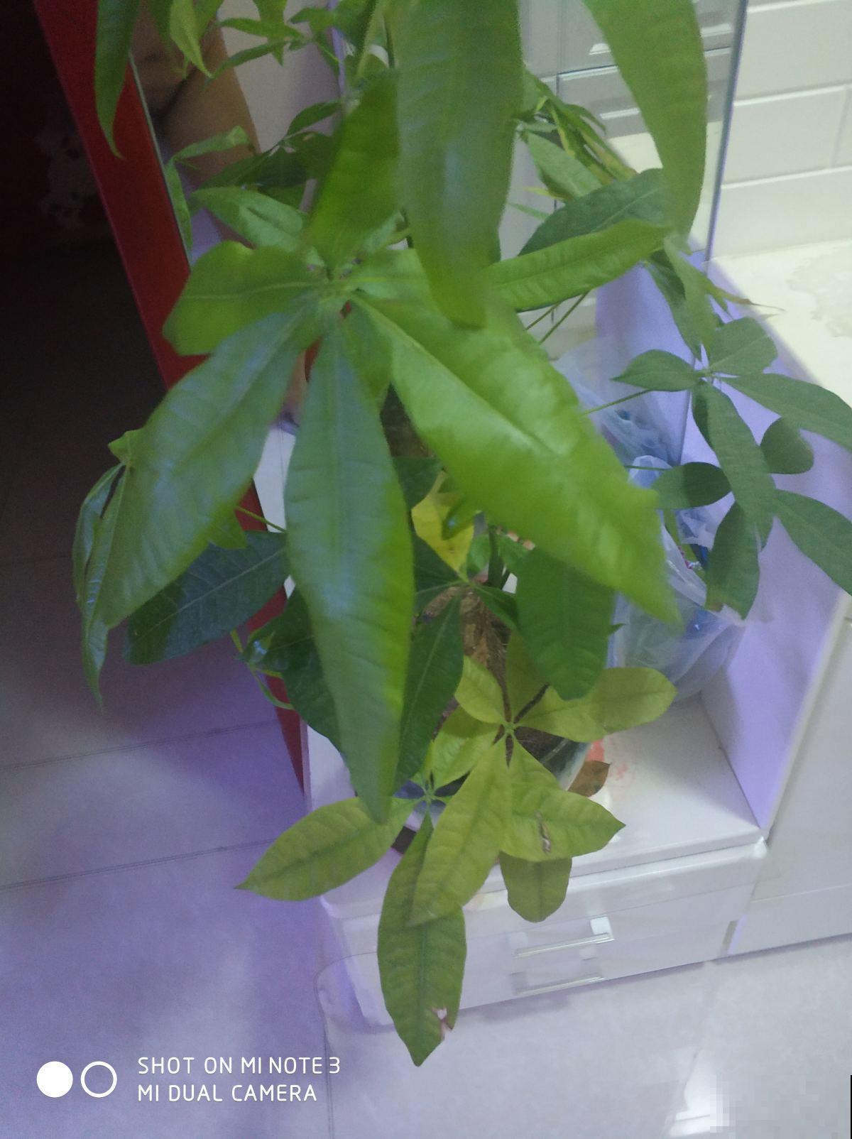 给发财树施肥记好了，加一些钾肥，枝叶繁茂不低垂！