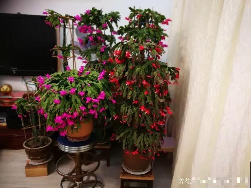 9月给天竺葵剪个短发，过冬前就能窜叶子，明年春天开成大花球！