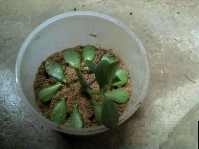 这6种寓意好的花，剪根枝就能活，摆在家里超养眼！