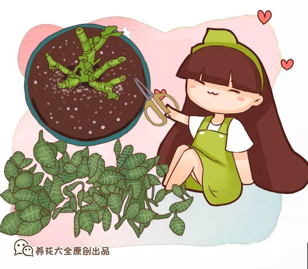 9月给天竺葵剪个短发，过冬前就能窜叶子，明年春天开成大花球！
