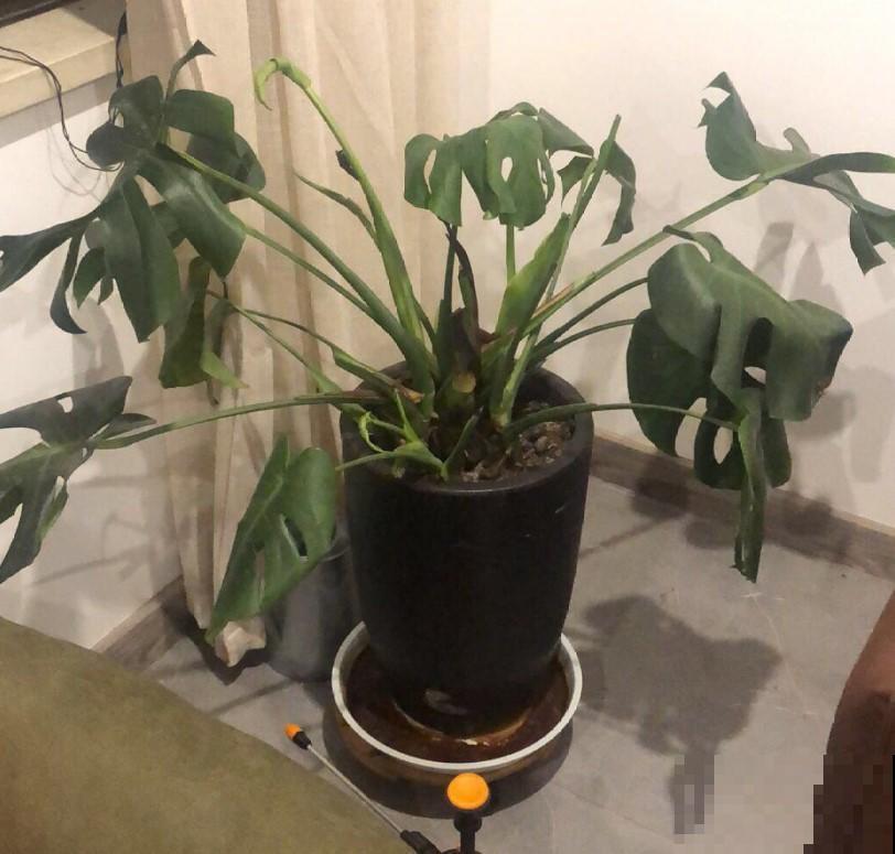 龟背竹咋倒伏了？原来是没做好它，赶紧这么养！