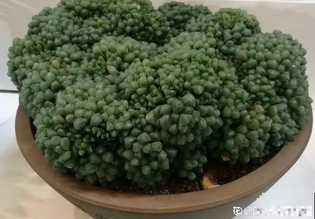 多肉叶子干巴巴？赶紧扣个塑料瓶，立马胖得水灵灵！