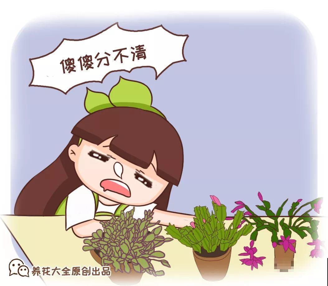 蟹爪兰也有假？买花时睁大眼，小心被骗！
