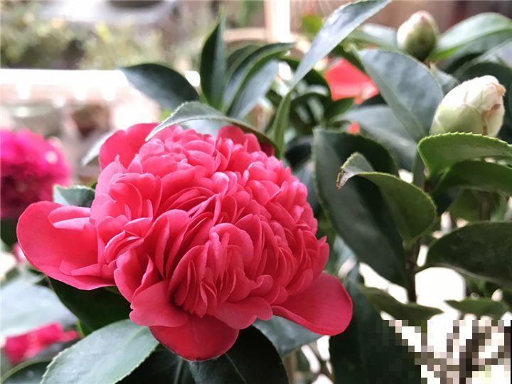 这花就是慢性子，开花都要人催，叶子该掐就得掐！