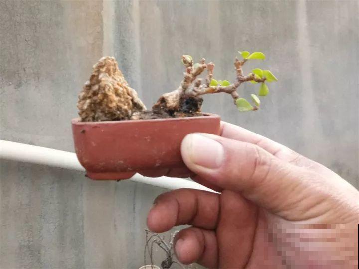 金枝玉叶换换土，比施肥都管用，瘦弱的嫩枝照样养成老桩！