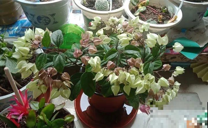 这花全年无休，能爬藤能开花，白珠子一个接一个！