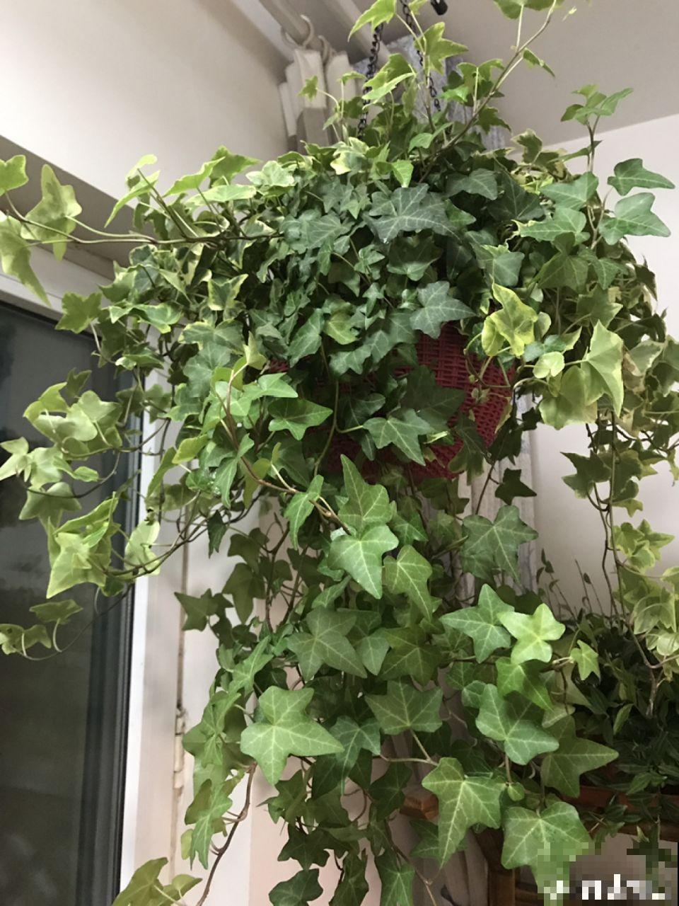 这7种花，耐阴不抗晒，放错位置不用一周叶子就枯了！