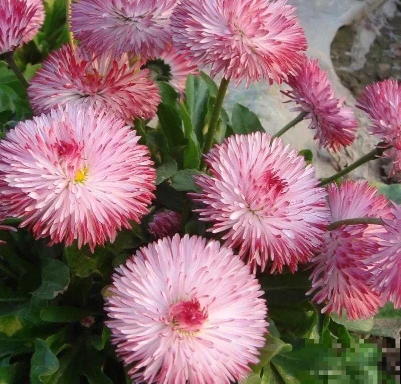 9月，这6种菊花最受欢迎，开花又密又多，摆哪里都是花园！