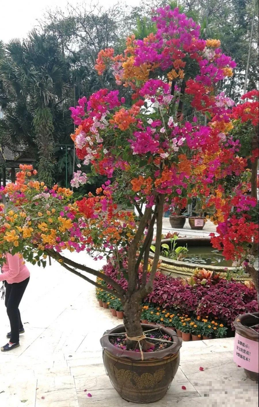 三角梅的养护要点，3招教你促开花，秋天霸占整个阳台！