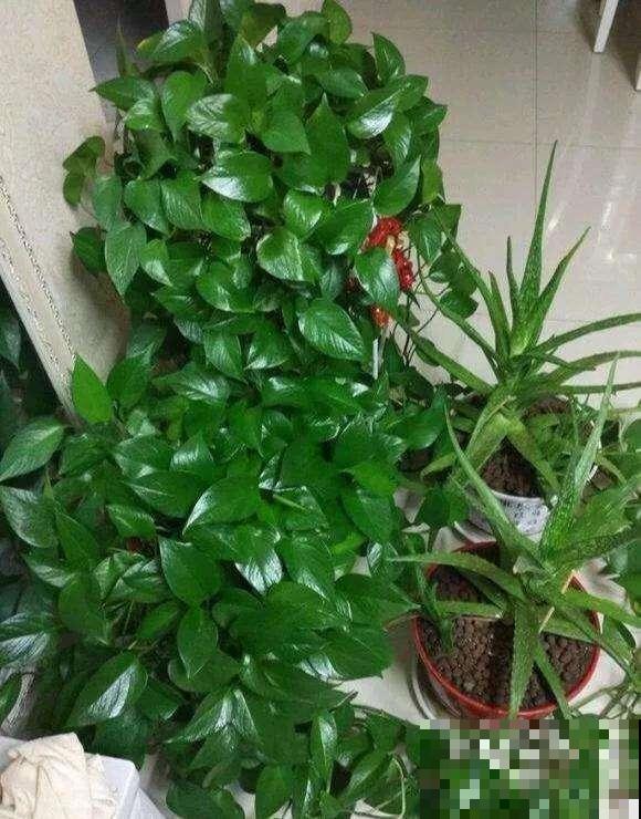 秋天绿萝频频黄叶，赶紧用上这几招，手到病除效果极佳！