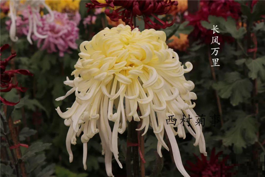 秋天啥花都可以不养，唯独这1种，100盆都不嫌多！