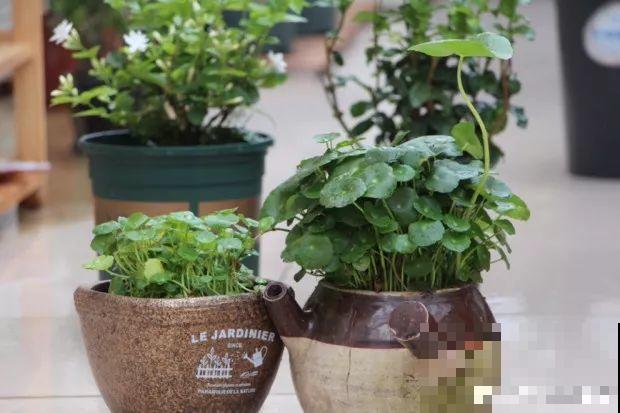 给花换个时髦养法，天天浇水都不怕，养10年都没问题！