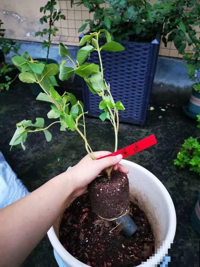 这花结满红果子，比菊花都好看，越养越上瘾！
