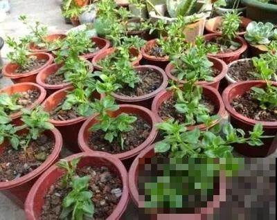 扦插正是好时候，1盆变10盆，还能分给邻居！