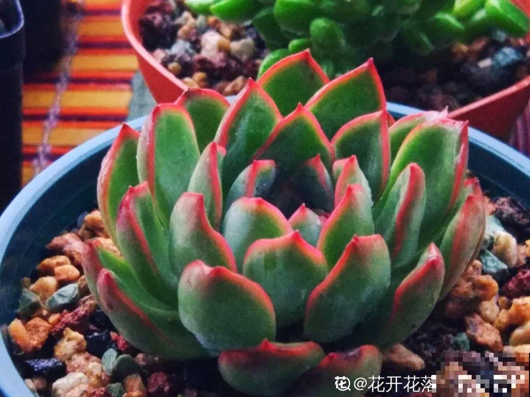 多肉洗个澡，瞬间变成水晶肉，个个都是仙气十足！