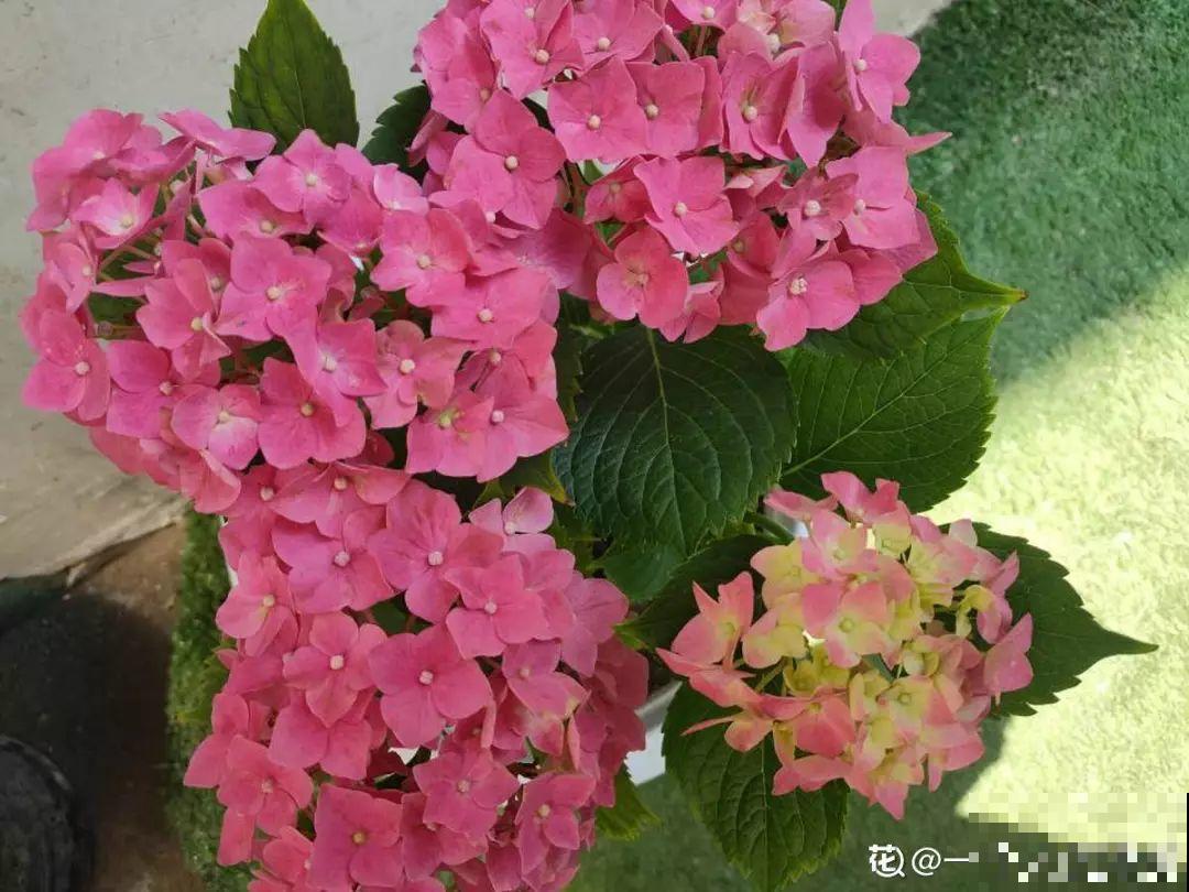 这花喜湿怕干，但指的是喷而不是浇，难怪养养就烂根了！