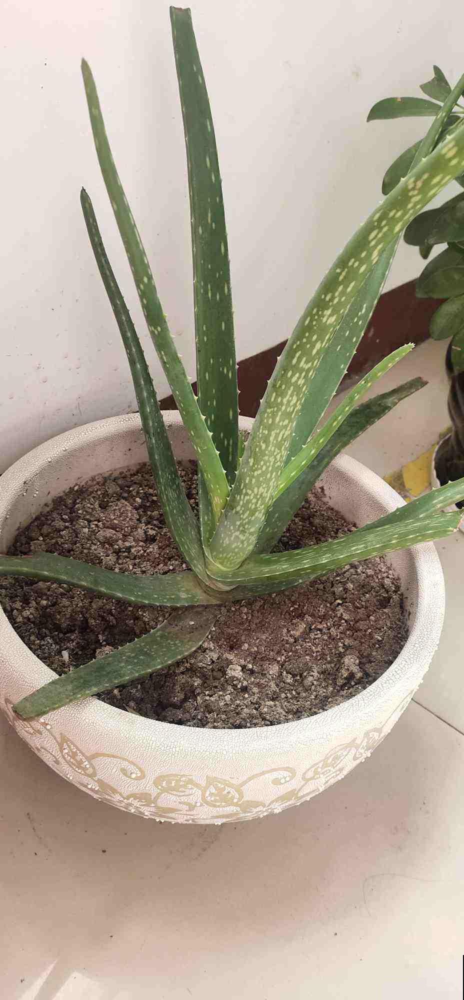 家里养这3种植物赚大了，不仅美貌赏不够，能吃能闻还能用！