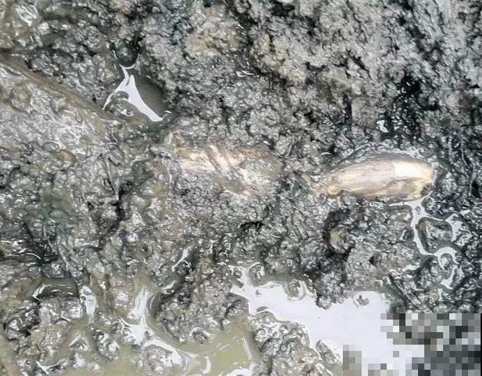 水缸养荷花，捞出10斤大白藕，咬一口咔嚓脆！