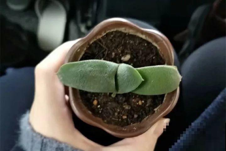 秋天给多肉换盆，少了这一步，还不如不换！