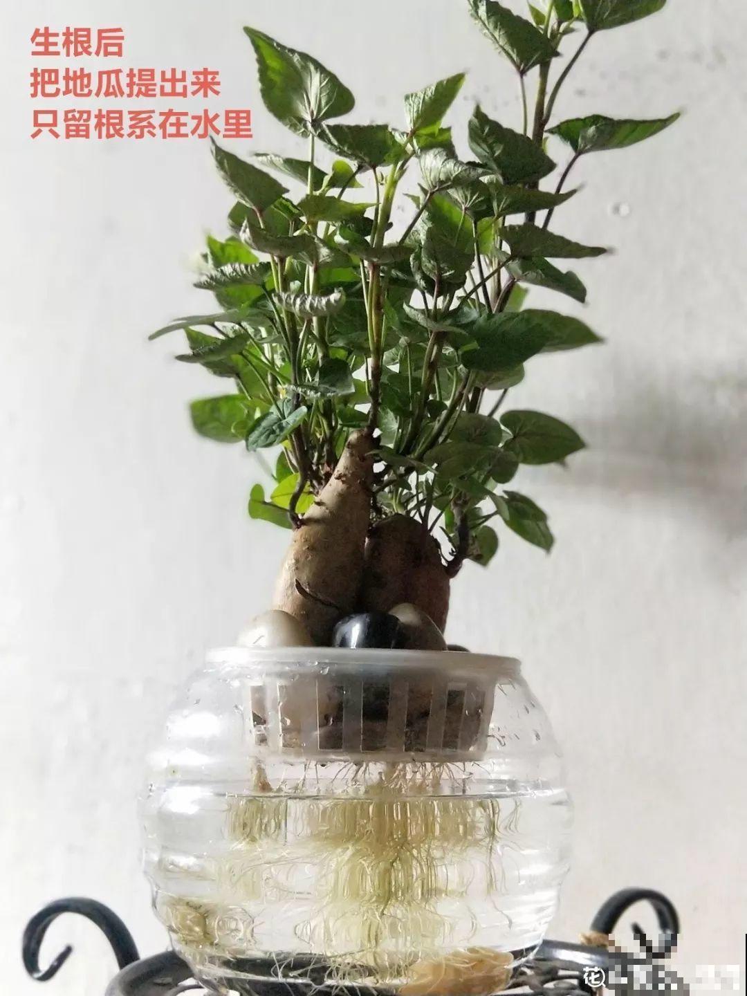 发芽的菜扔水里，15天长一桶，全家乐开花！